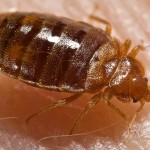 How to get rid of bed bugs (Bites, Symptoms, Treatment)