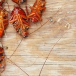 The Best Ways To Kill Roaches Naturally