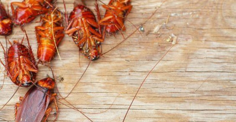 How-to-Get-Rid-of-Roaches-Naturally-and-Permanently