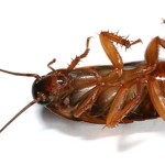 5 BEST WAYS TO GET RID OF ROACHES