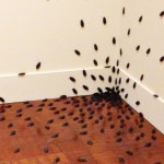 Signs Of Cockroach Infestation