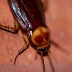 How to get rid of cockroach bites