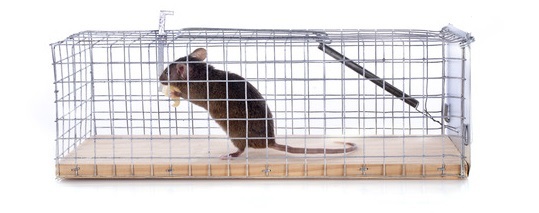 mouse trap