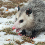 How To Get Rid Of Possums (Traps, Baits, Repellents)
