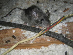 rat wire