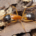 How to Kill Sugar Ants (In House And Kitchen)