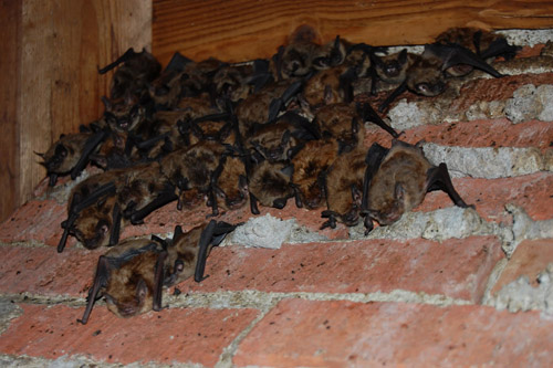 Bats-in-attic