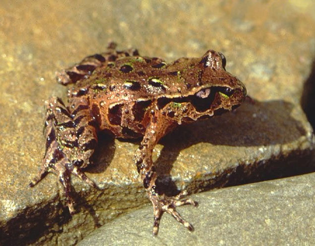 Leiopelma frog is protected by law