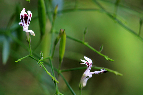 andrographis