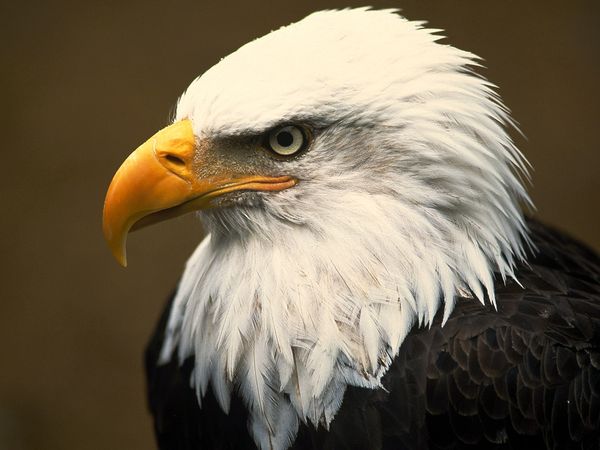 bald-eagle