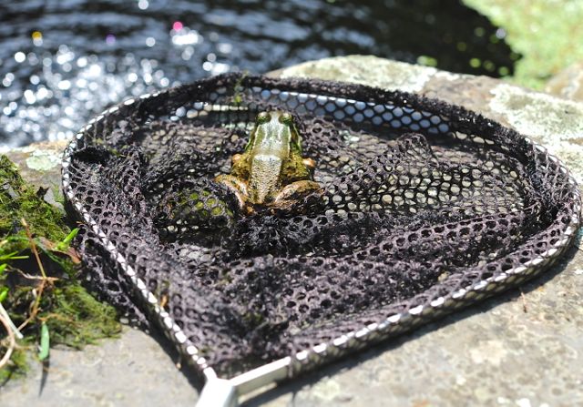 frog-in-pond-net