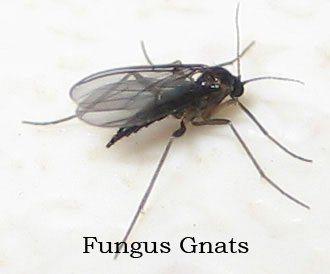 fungus-gnat