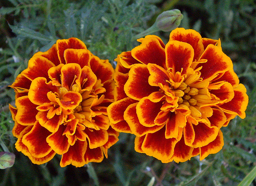 marigolds