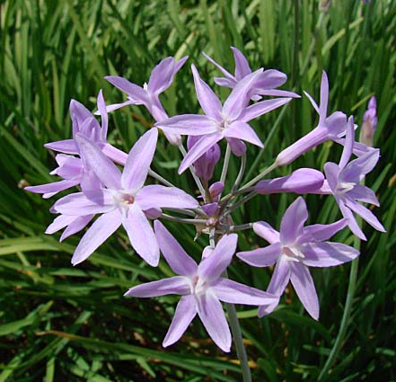 tulbaghia_violacea