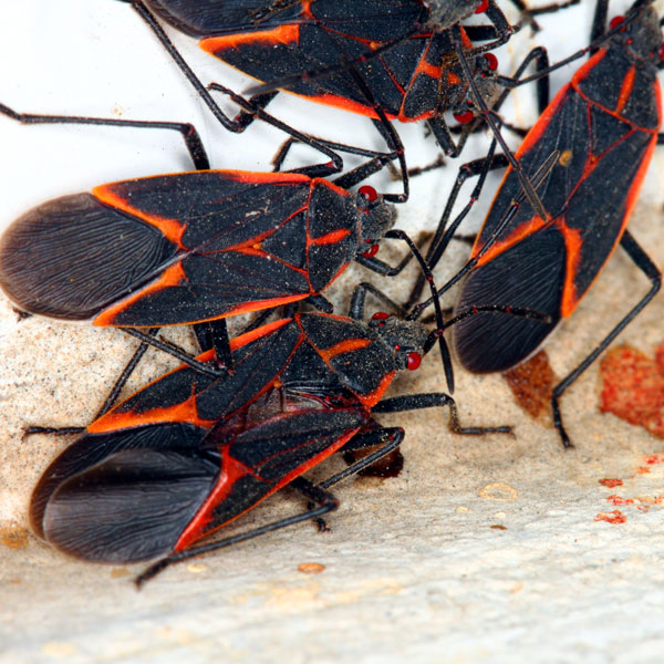 box-elder-bugs