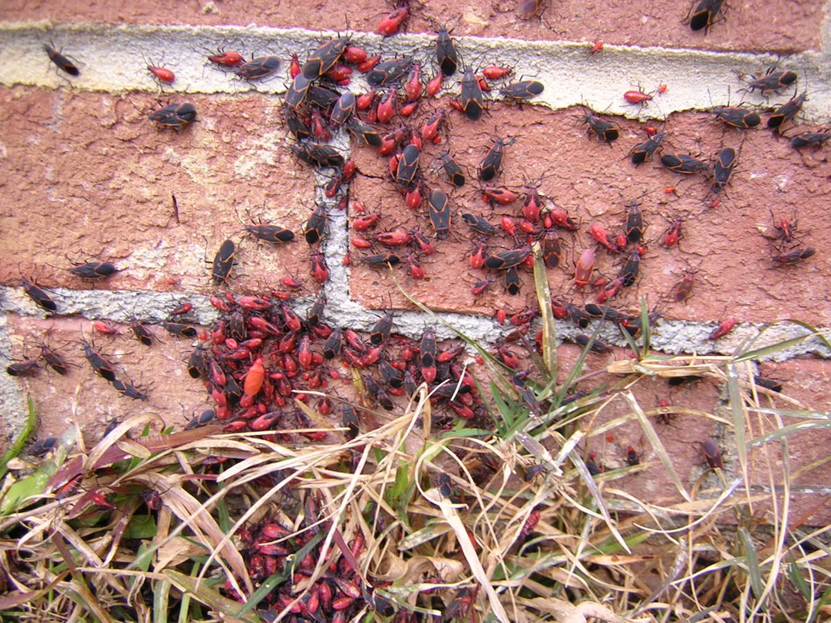 How to Get Rid of Boxelder Bugs